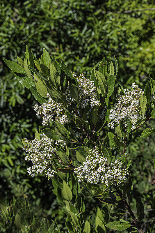 Toyon, Heteromeles arbutifolia, a shrub with white flowers growing at Pepperwood Nature Preserve in Sonoma County, California. Chaparral habitat.  Coastal sage scrub plant community.